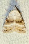Meganola albula
