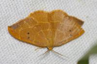 Watsonalla binaria