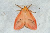 Miltochrista miniata