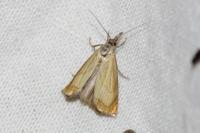 Chrysoteuchia culmella