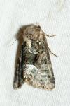 Oligia