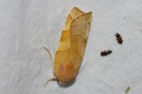 Noctua fimbriata