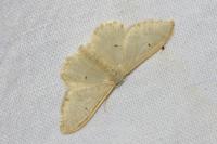 Idaea straminata