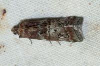 Phycita roborella