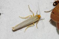 Manulea complana