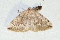 Pungeleria capreolaria