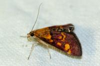 Pyrausta aurata