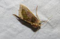 Diachrysia chrysitis