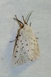 Spilosoma lubricipeda