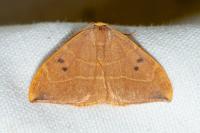 Watsonalla binaria