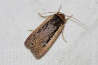 Ochropleura leucogaster