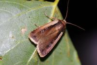 Ochropleura plecta