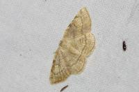 Stegania trimaculata