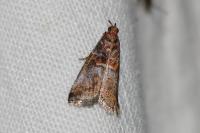 Acrobasis advenella