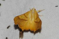 Ennomos fuscantaria