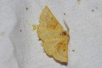 Crocallis elinguaria