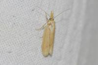 Ematheudes punctella