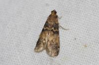 Euzophera pinguis