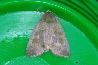 Ipimorpha subtusa