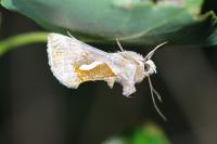 Macdunnoughia confusa