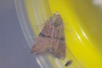 Mesoligia furuncula