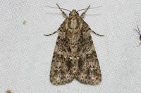 Acronicta rumicis