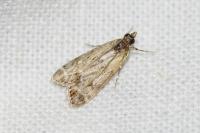Eudonia