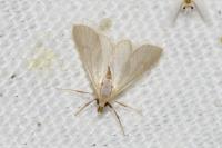Acentria ephemerella