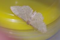 Idaea fuscovenosa
