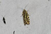 Emmelia trabealis