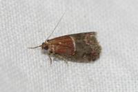 Acrobasis marmorea
