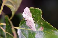 Idaea dimidiata