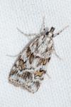 Scoparia