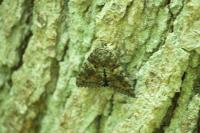 Catocala sponsa