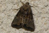 Mesoligia furuncula