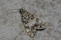 Eudonia lacustrata