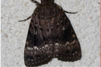 Amphipyra pyramidea