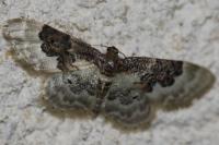 Idaea rusticata
