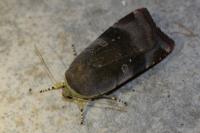 Noctua janthe/janthina