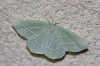 Hemistola chrysoprasaria
