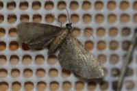 Eupithecia haworthiata