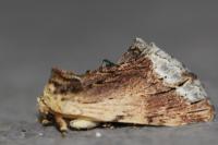 Ptilodon cucullina