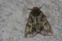 Polyphaenis sericata