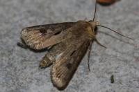 Agrotis exclamationis exclamationis