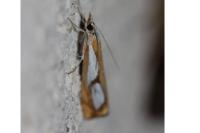Catoptria pinella