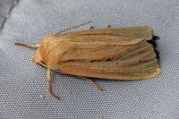 Mythimna impura