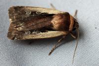 Ochropleura plecta