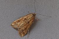 Cataclysta lemnata