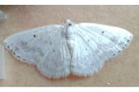 Lomographa temerata
