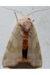 Noctua fimbriata